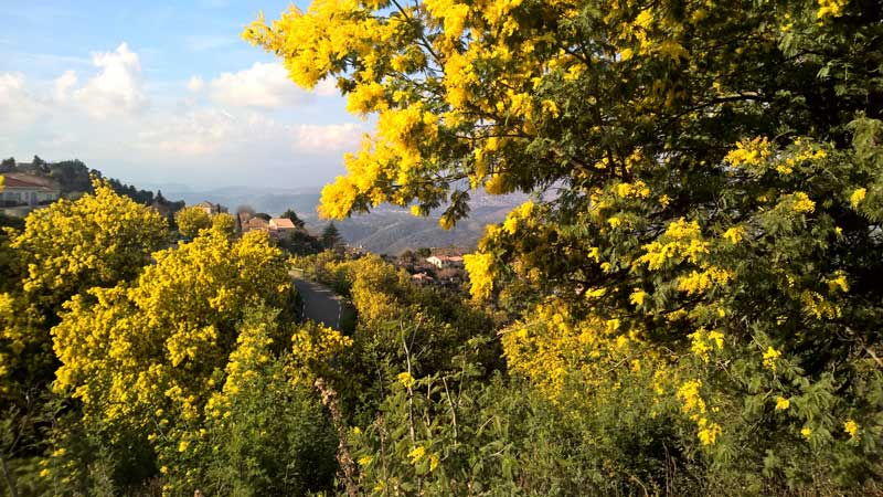 Bright yellow mimosa in bloom on the French Riviera